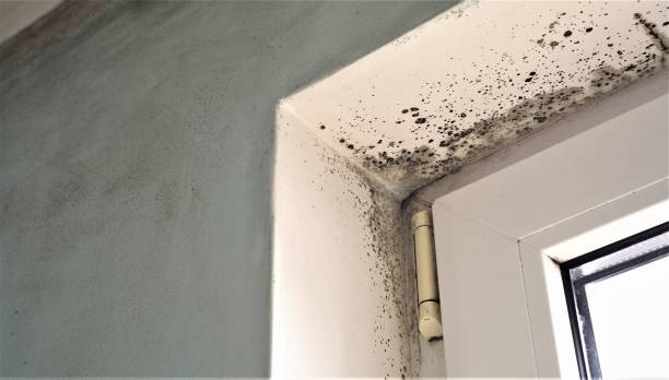 Environmental Consulting for Mold Prevention in Haines, AK