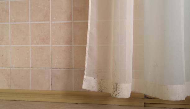 Best Mold Odor Removal Services  in Haines, AK