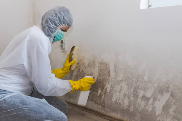 Best Basement Mold Removal  in Haines, AK