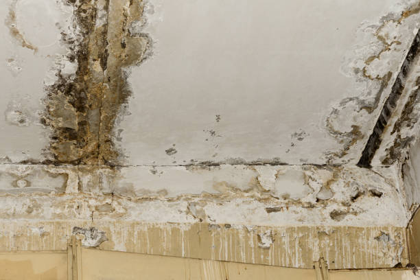 Best Mold Documentation for Insurance Claims  in Haines, AK