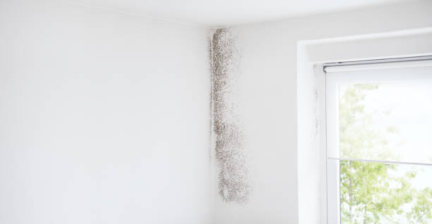 Best Mold Remediation for Rental Properties  in Haines, AK
