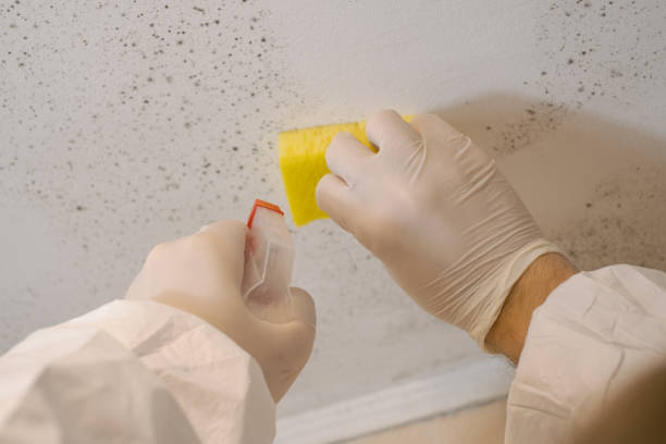 Mold Documentation for Insurance Claims in Haines, AK