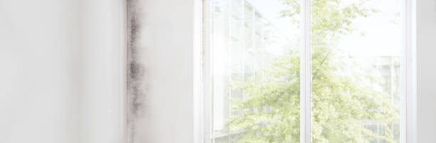 Best Residential Mold Inspection & Testing  in Haines, AK