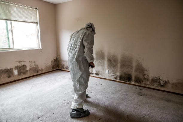 Best Biohazard Mold Removal  in Haines, AK